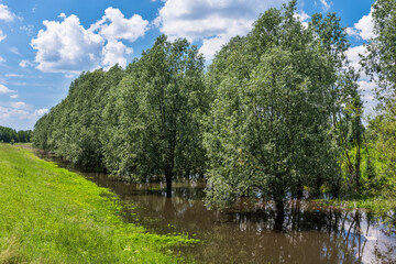 Fototapeta na wymiar Nature background of flooding with trees in water. Natural disaster flooding and damage
