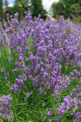 Bushes of blooming lavender.