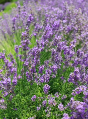 Bushes of blooming lavender.