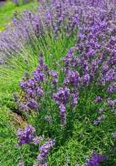 Bushes of blooming lavender.
