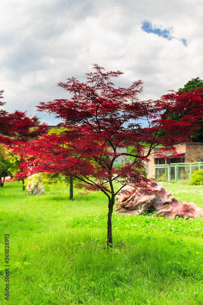 Wall mural beautiful tree with red leaves. red maple tree. botanical garden. beautiful trees in the park.