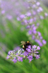 Bumblebee on a lavender flower. A close-up of a bumblebee. A closeup. Blurred background. Shallow depth of field photo.