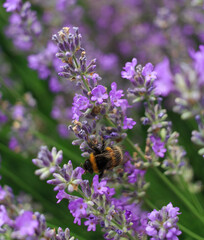 Bumblebee on a lavender flower. A close-up of a bumblebee. A closeup. Blurred background. Shallow depth of field photo.