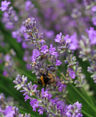 Bumblebee on a lavender flower. A close-up of a bumblebee. A closeup. Blurred background. Shallow depth of field photo.