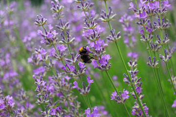 Bumblebee on a lavender flower. A close-up of a bumblebee. A closeup. Blurred background. Shallow depth of field photo.