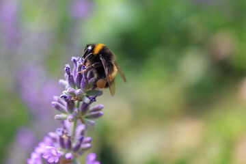 Bumblebee on a lavender flower. A close-up of a bumblebee. A closeup. Blurred background. Shallow depth of field photo.