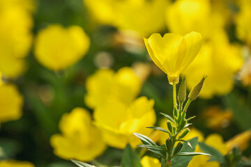 Saturated yellow flowers close-up on a flowerbed. Beautiful nature photos in summer close-up.