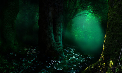Mysterious fairy tale forest background. Shining glow between mossy trees in dark woodland. Wild white flowers on the ground