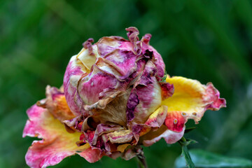 Macro photography of a withered rose on green