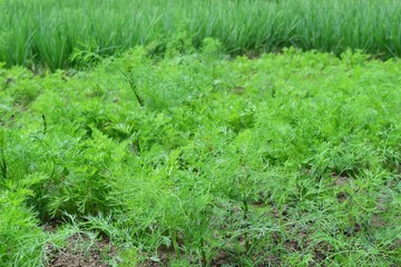 Obraz premium concept of healthy vegetarian food, green dill and onions in the garden, close-up, green grass background