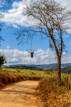 Large nest of Joao graveto (Phacellodomus rufifrons), hanging from a tree by the dirt road, municipality of Conceicao do Mato Dentro, state of Minas Gerais, Brazil