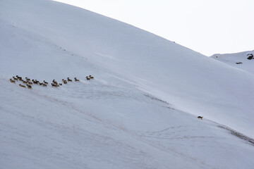 Wild wolf chases a herd of  mountain sheep in winter.