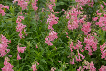 Summer Flowering Pink Flowers of a Penstemon Plant (Penstemon 'Hidecote Pink') Growing in a Herbaceous Border in a Country Cottage Garden in Rural Devon, England, UK