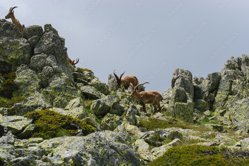 Poster Beautiful shot of a white-tailed deer in rocky mountains