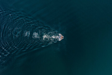 Aerial view of professional swimmer diving swimming in sea. Overhead view of sportsman diving in...