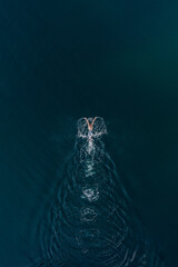 Aerial view of professional swimmer diving swimming in sea. Overhead view of sportsman diving in blue water. Aerial top view of man in water in motion
