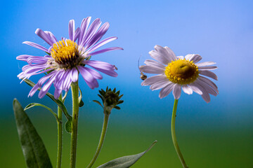 white and blue Daisy against the blue sky
