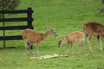 Venado