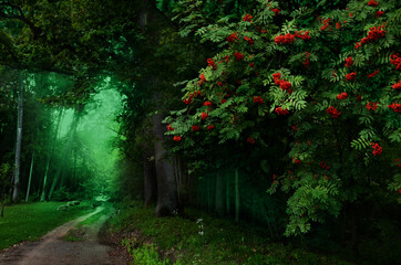 Green forest with red rowan berries. Rainy day in wet shady woodland. Misty summer landscape with old trees 
