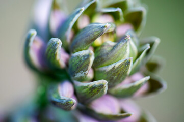the flower Bud of the host macro