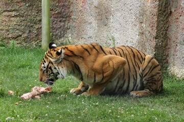 Tigre