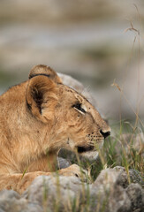 A portraits of Lion cub, Masai Mara