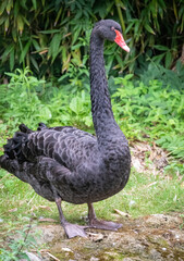A black swan with a red beak stands on the bank of a pond.