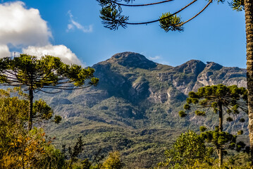 View of the Serra do Caraca mountains, between Araucaria angustifolia trees, with the carapuca peak in the center, Caraca Sanctuary, city of Catas Alta, Minas Gerais, Brazil