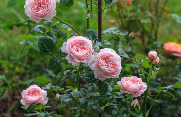 Blooming pink rose in the garden on a sunny day.