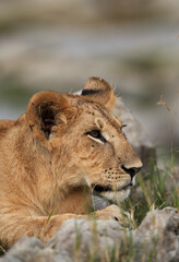 Obraz na płótnie Canvas A portrait of Lion cub, Masai Mara