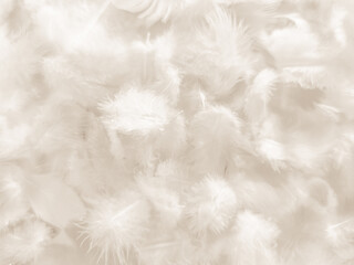 Beautiful abstract gray and white feathers on white background, soft brown feather texture on white...