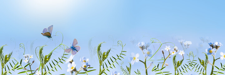 Butterflies fly over the perennial flowers of forget-me-nots, illuminated by the sun, close-up, macro.Beautiful soft blue natural background.Large-format landscape, panorama, and copy space.