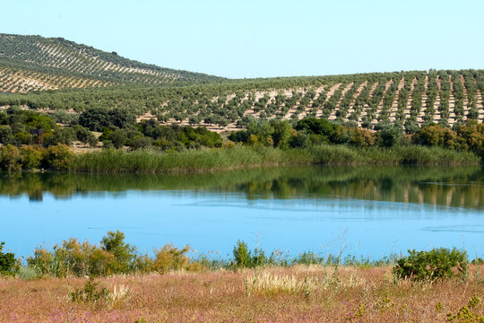 Lago con tonalidades diferentes, arboles y carrizos