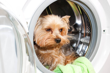 A Yorkshire Terrier dog with a contented face is sitting in the washing machine.