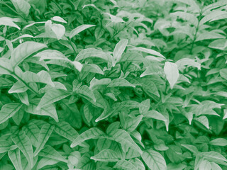 Beautiful abstract color black and green flowers on dark background and dark graphic white flower frame and green leaves texture, green background, colorful graphics banner