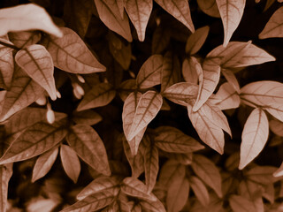 Beautiful abstract color brown and yellow flowers on dark background and orange flower frame and brown leaves texture, brown background, orange and gold love banner, white isolated background 