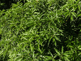 Large, tall and bulky mango tree (Mangifera indica), in the morning sun, with very green leaves, which produces sweet and juicy fruits, city of Rio de Janeiro, Brazil