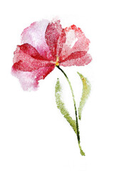 Watercolor pink flower rose on white background.