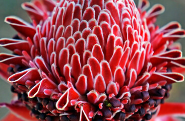 Red torch ginger flower (Etlingera elatior)