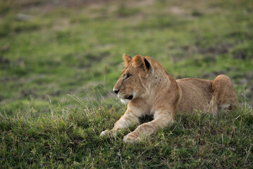 Closeup of Lion cub, Masai Mara