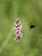 Insekten