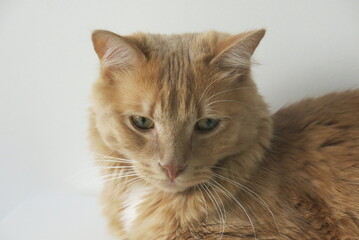 chat beige avec une tete toute ronde et des yeux verts