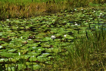 water lillies