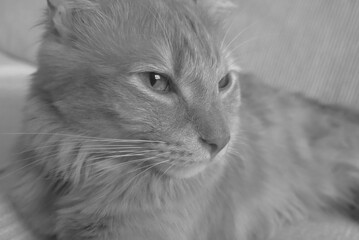 Tres Beau Jeune Chat Angora Turc Se Mettant Sur Le Dos Pour Avoir Des Caresses Fait Le Beau Wall Mural Alyssa