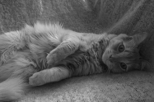 tres mignon chat angora turc qui dors sur un cot&eacute; avec les pattes coll&eacute;es au corps