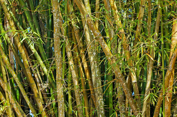 Bamboo forest in Rio