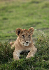 Lion cub on green, Masai Mara