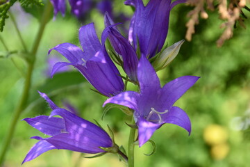 A flowering large purple bluebell in the garden.