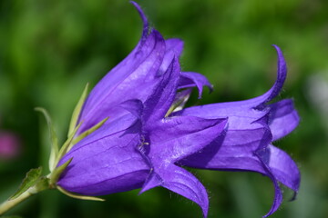 Fototapeta na wymiar A flowering large purple bluebell in the garden.