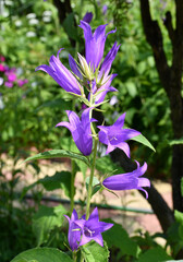 A flowering large purple bluebell in the garden.